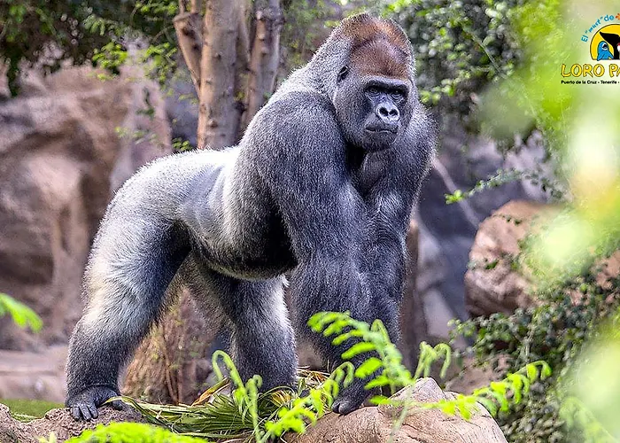 Adonis Capital מלון סנטה קרוז דה טנריף