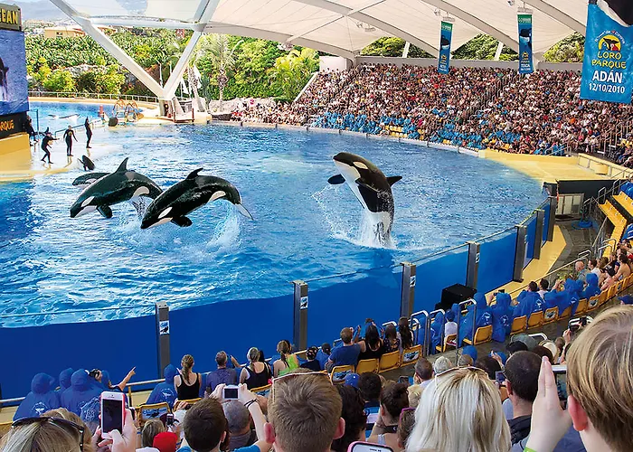 Adonis Capital מלון סנטה קרוז דה טנריף