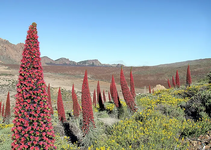 Adonis Capital 2* סנטה קרוז דה טנריף